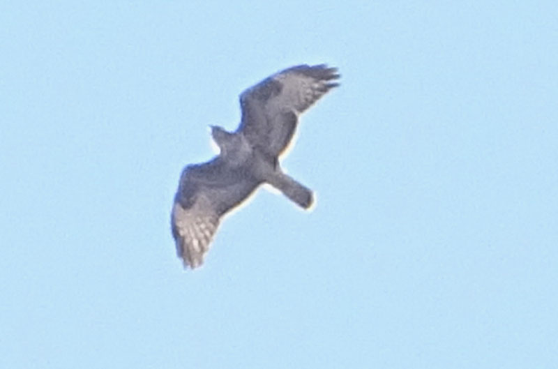 Buteo buteo - Accipitridae